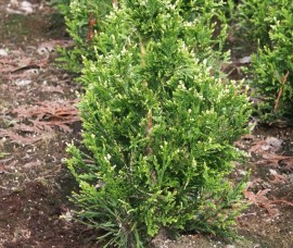 Thuja Can-Can 120-140 cm 